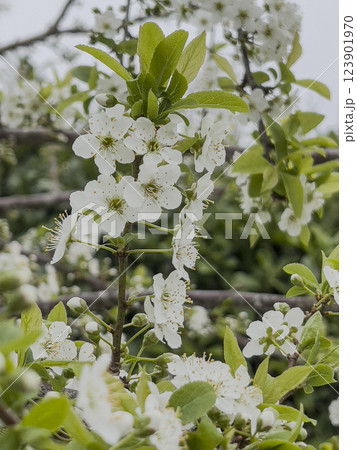 Blooming white flowers of fleur prunier create a beautiful display in a vibrant garden during Blooming white flowers of fleur prunier create a beautiful display in a vibrant garden during 123901970