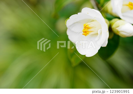 白い椿 123901991