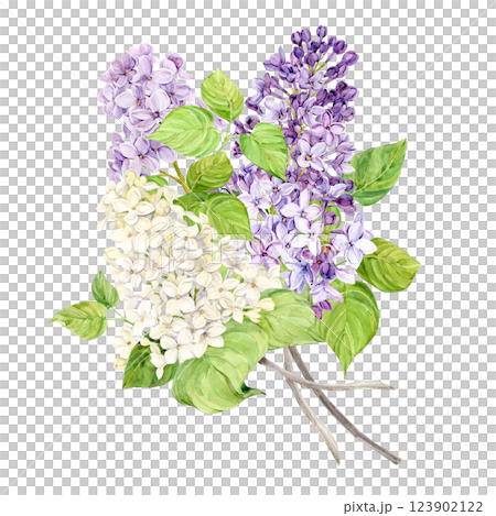 Bouquet of lilac isolated on background. White, purple and lilac spring watercolor flowers. Illustration for greeting cards with the image of Mother's Day, Women's Day, wedding in Provence style. Bouquet of lilac isolated on background. White, purple and lilac spring watercolor flowers. Illustration for greeting cards with the image of Mother's Day, Women's Day, wedding in Provence style. 123902122