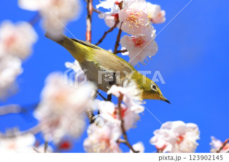 ピンク色の梅の密を吸うメジロ  　　　　　　　   123902145