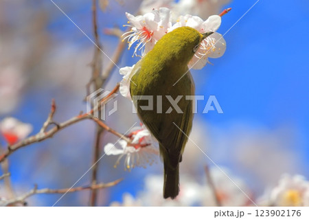 ピンク色の梅の密を吸うメジロ  　　　　　　　   123902176