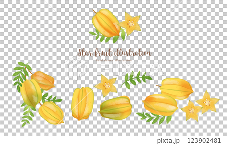 楊桃手繪插畫/寬 123902481