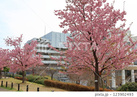 河津桜　カワヅザクラ　鎌ケ谷市役所に隣接する新鎌ケ谷二丁目公園 123902493