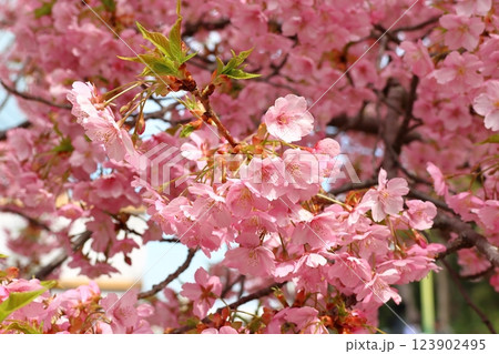 河津桜　カワヅザクラ　鎌ケ谷市役所に隣接する新鎌ケ谷二丁目公園 123902495