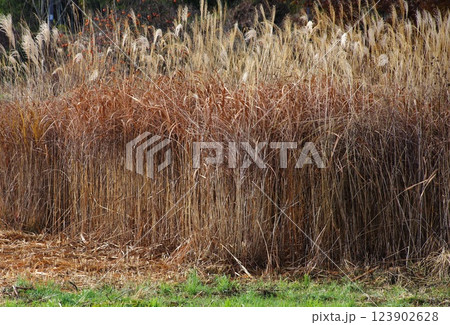 育って茅になったススキの成長の様子 育って茅になったススキの成長の様子 123902628