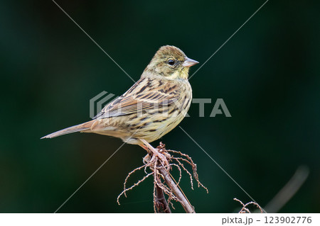 枝に留まるアオジ雌 123902776