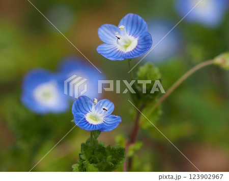 二輪のオオイヌフグリの花のクローズアップ（星の瞳の青い花） 123902967