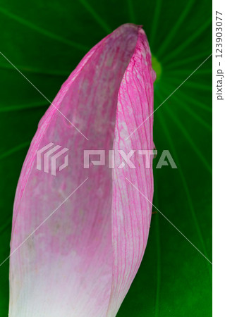 蓮の花 蓮の花 123903077