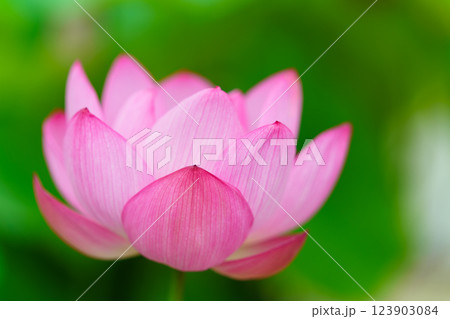 蓮の花 蓮の花 123903084