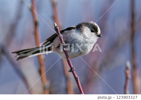 黄色い瞼のエナガ 123903327
