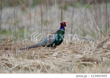 キジ pheasant / Japan 123903405