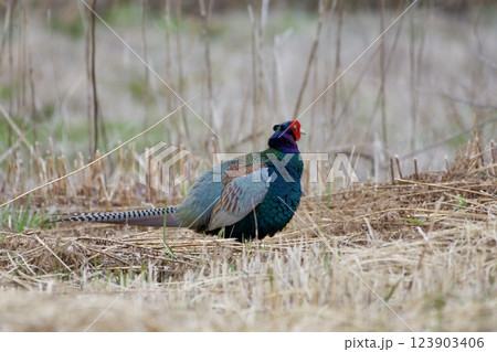 キジ pheasant / Japan キジ pheasant / Japan 123903406