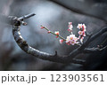梅の花 123903561