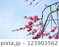 梅の花 123903562
