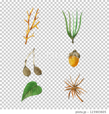 A set of watercolor illustrations. Tree leaves, cones, acorns, pine needles, all objects are hand-drawn with watercolors. Forest plants. For packaging design, stationery, printing on fabric and paper. 123903605