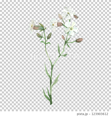 Wildflower Campion or Rose Campion white with green leaves, all objects hand painted with watercolor. For printing on fabric and paper, for invitations and cards. 123903612