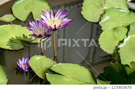 Yellow lotus stamens or Yellow lotus pollen in white purple lotus petals. 123903670