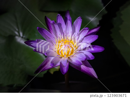 Yellow lotus stamens or Lotus pollen in white purple lotus petals of Blossoming waterlily or Lotus flower blooms and green leaves background. 123903671