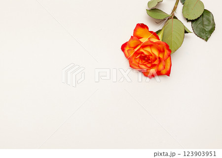 Beautiful red roses on white background, top view. Space for text 123903951