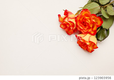 Beautiful red roses on white background, top view. Space for text 123903956
