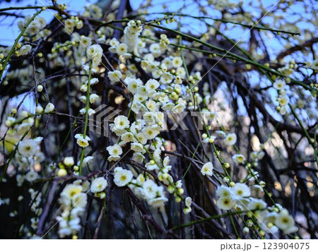 善通寺の梅 123904075