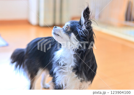 ロングコートチワワ リビング 日常生活 ロングコートチワワ リビング 日常生活 123904100