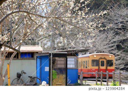 小湊鐵道「梅の花咲く飯給駅」ローカル列車を背景に 小湊鐵道「梅の花咲く飯給駅」ローカル列車を背景に 123904284