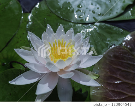 雨に濡れた睡蓮 雨に濡れた睡蓮 123904545