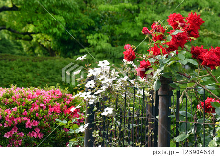 クレマチスとばらの花 123904638