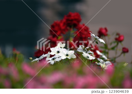 クレマチスとばらの花 123904639