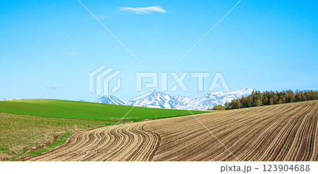 青空と広大な畑が広がる北海道らしい春の風景 123904688