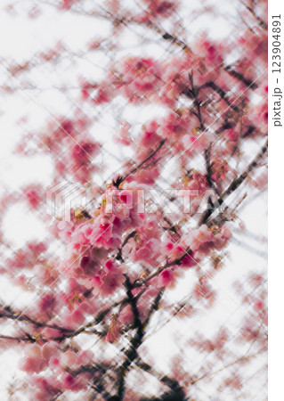 桜 さくら サクラ 123904891