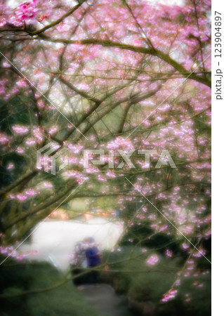 桜 さくら サクラ 123904897