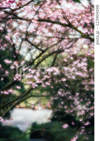 桜 さくら サクラ 123904898