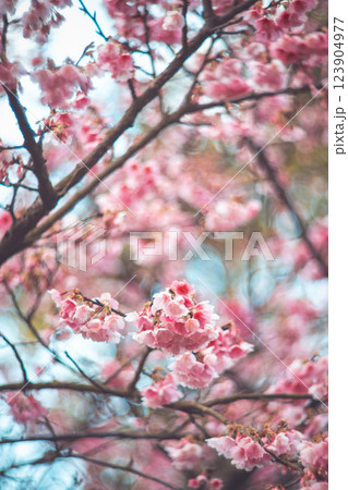 桜 さくら サクラ 123904977