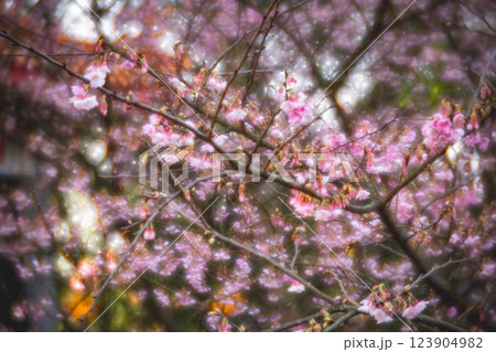 桜 さくら サクラ 123904982