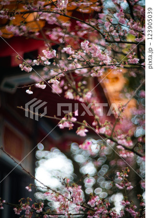 桜 さくら サクラ 123905039