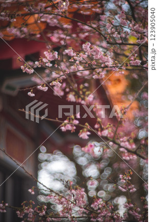 桜 さくら サクラ 123905040