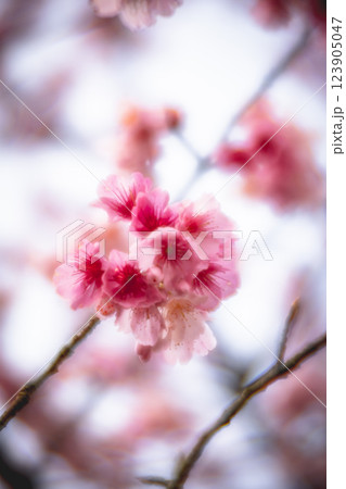 桜 さくら サクラ 123905047