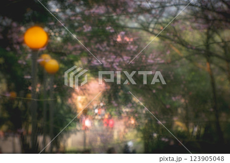桜 さくら サクラ 123905048