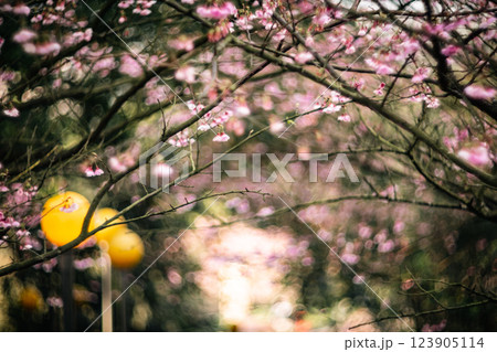 桜 さくら サクラ 123905114