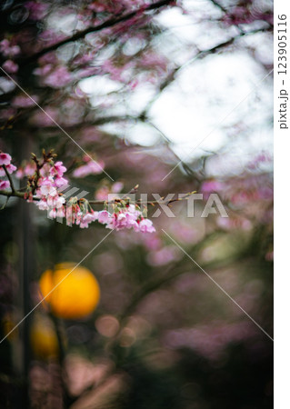 桜 さくら サクラ 123905116