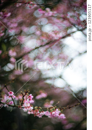 桜 さくら サクラ 123905117