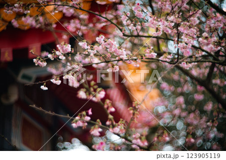 桜 さくら サクラ 123905119