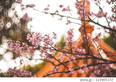 桜 さくら サクラ 123905172