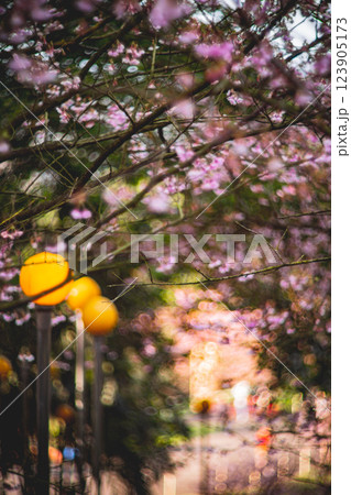 桜 さくら サクラ 123905173