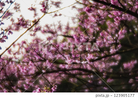 桜 さくら サクラ 123905177