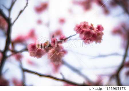 桜 さくら サクラ 123905178