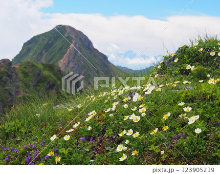 八ヶ岳・横岳から望む赤岳とのチョウノスケソウの群生 123905219