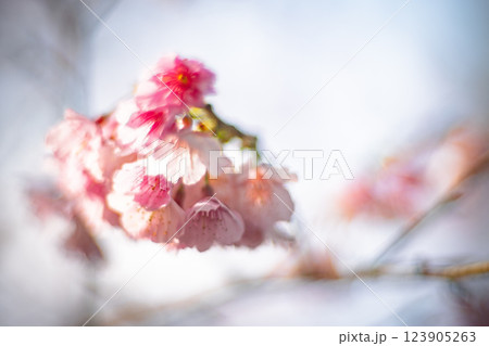 桜 さくら サクラ 123905263